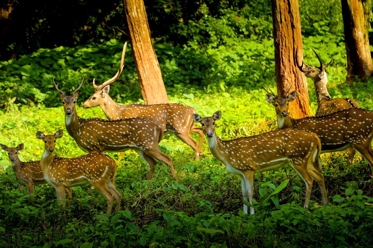 Kings Sanctuary Nagarhole & Kabini Hunsur Exterior foto