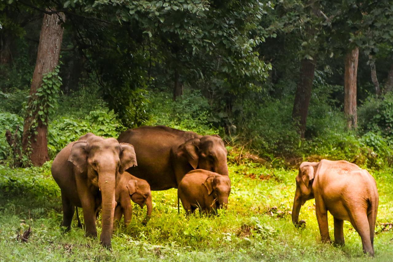 Kings Sanctuary Nagarhole & Kabini Hunsur Exterior foto