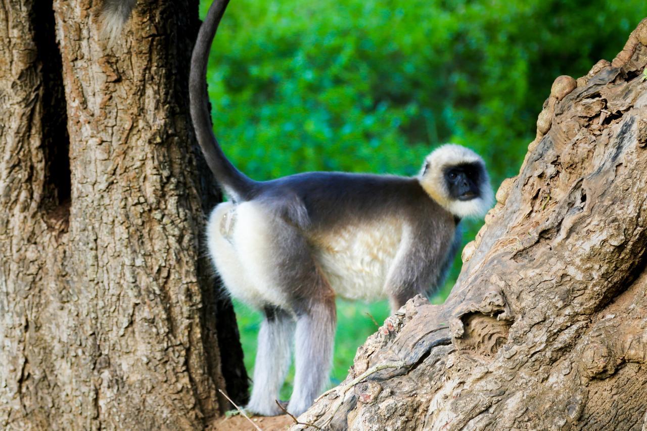 Kings Sanctuary Nagarhole & Kabini Hunsur Exterior foto